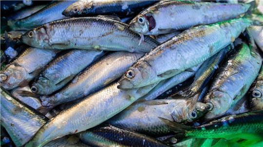 Die meisten Heringe sind in Ostsee heimattreu, wenn es ums Laichen geht.