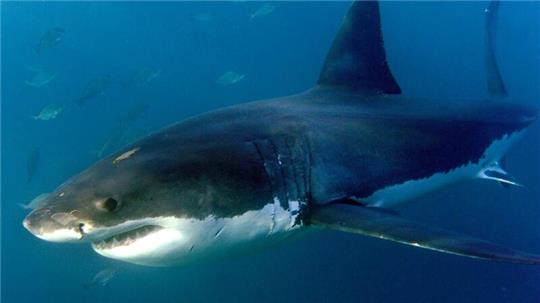 Die meisten Todesfälle durch Haie im Jahr 2023 waren auf Bisse von Weißen Haien zurückzuführen.