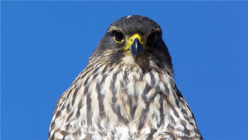 Die mittelgroßen Vögel sind in Neuseeland endemisch und gelten als gefährdet.