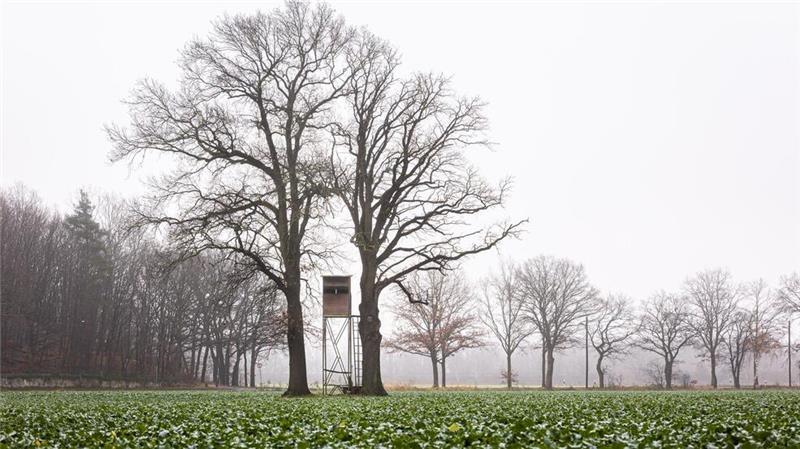 Die niedersächsische Jägerschaft will das bestehende Jagdrecht beibehalten. (Symbolbild)