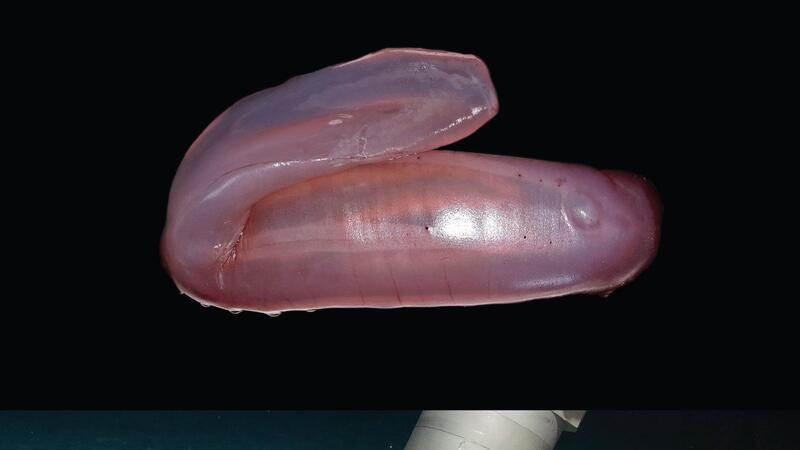 Die pinke Seegurke Psychropotes buglossa wurde nun als eigene Art beschrieben.