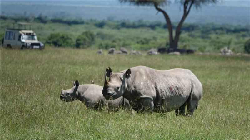 Weniger Nashörner gewildert – aber ihre Zahl sinkt trotzdem Die positiven Entwicklungen im Tierschutz sind sehr fragil, warnt die Internationale Union für Naturschutz. (Archivbild)