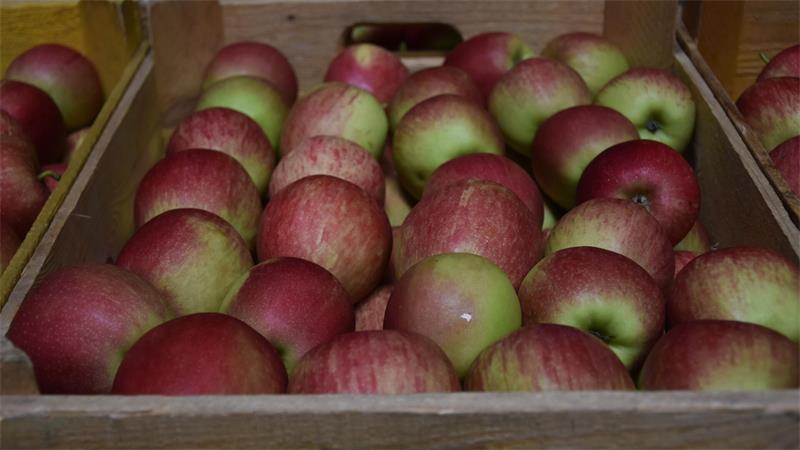 Sommeräpfel sind reif: Obstbauer Eckhoff setzt auf drei Sorten Die rot-gelbe Sorte Delbar wird wegen ihres lieblichen Geschmacks gerne gekauft.