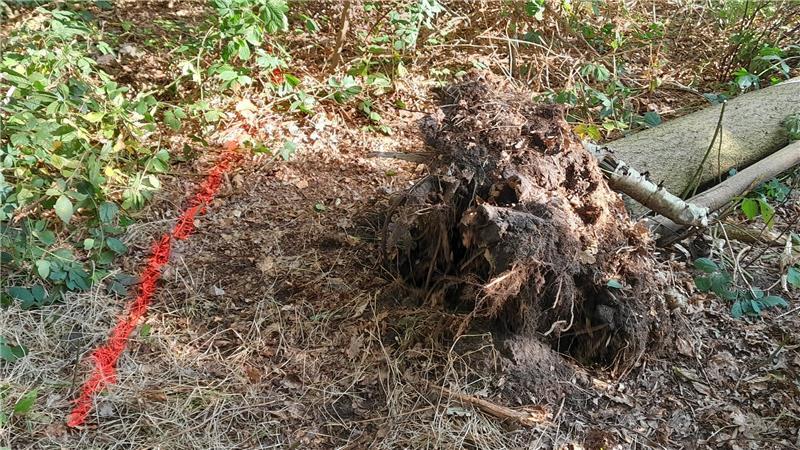 Die rote Linie markiert die Grundstücksgrenze. Dass die umgestürzte Esche auf Gemeindegrund stand, ist unstrittig. Dennoch will die Versicherung den Schaden nicht begleichen.