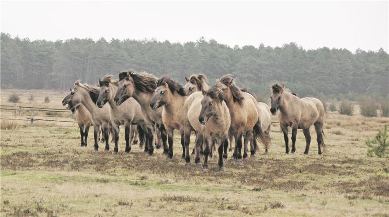 Die sandfarbenen Koniks in den Cuxhavener Küstenheiden. Fotos. Joppien