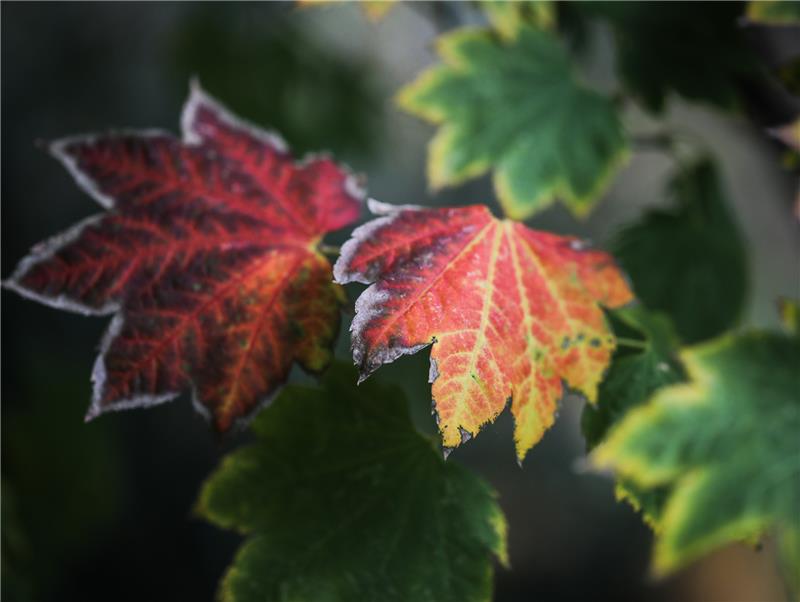 Die schönste Seite des Herbstes: Die Verfärbung der Blätter, etwa am Wein-Ahorn (Acer Circinatum). Foto: Frank Rumpenhorst/dpa-tmn