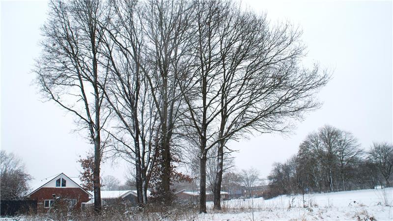 Nächster Aufreger in Apensen: Sechs Eichen entfachen Diskussion Die sechs Eichen stehen auf dem Privatgrundstück - rechts davon ist der Bürgerpark geplant.