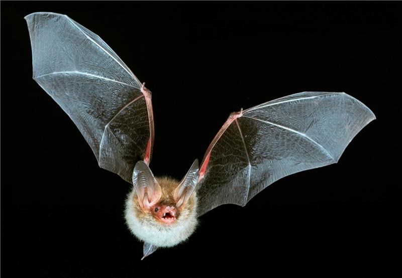 Fledermäuse fliegen auf die Festung: Was das für die Sanierung von Grauerort bedeutet Die seltene Bechsteinfledermaus konnte in der Festung Grauerort nachgewiesen werden. Foto: Nabu