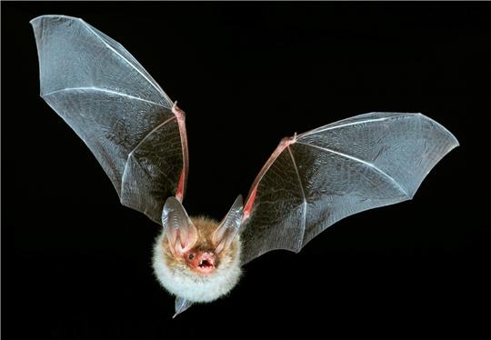 Fledermäuse fliegen auf die Festung: Was das für die Sanierung von Grauerort bedeutet Die seltene Bechsteinfledermaus konnte in der Festung Grauerort nachgewiesen werden. Foto: Nabu