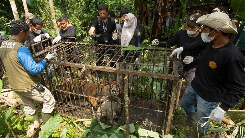 Die seltenen Tiger einzufangen, ist den Behörden zufolge immer das letzte Mittel.