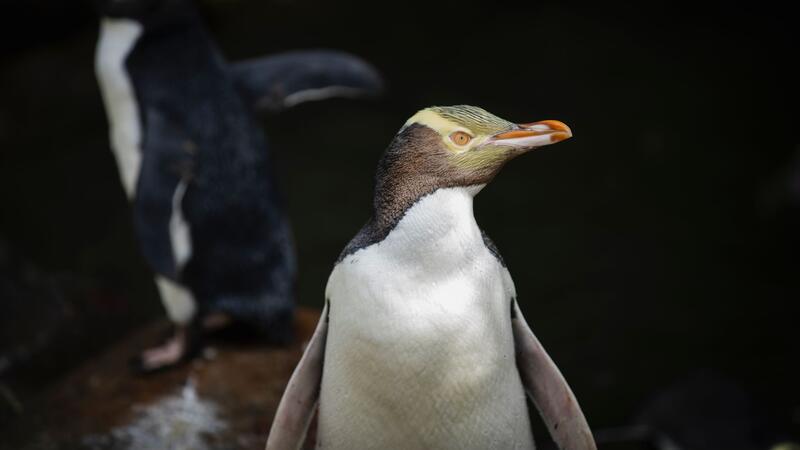 Seltener Pinguin: Hoiho ist Neuseelands Vogel des Jahres Die seltenen Vögel werden 60 bis 80 Zentimeter groß.