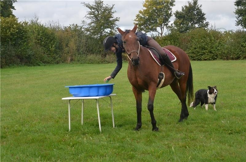 Die siebte Station der Reiterrallye rund um Kutenholz: Svenja Tiedemann angelt nach dem grünen Ball in dem erhöht aufgestellten Kinderplanschbecken. Ihr Pferd Lafayette würde am liebsten die apfelähnliche Kugel selbst herausfischen. Fotos: Fehlbus