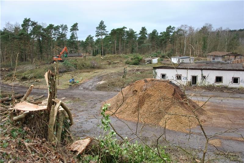 Große Bäume gefällt: Dollerner ärgern sich über „Kahlschlag“ Die stillgelegte Sandabbaufläche soll Wohnbaugebiet werden.