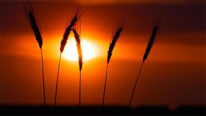 Die tiefstehende Abendsonne leuchtet hinter feinen Grannen einzelner Getreideähren in Sieversdorf.