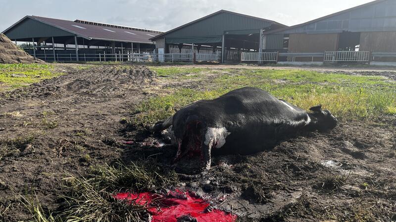 Tote Kuh in Hagenah: Experten bestätigen Wolfsriss Die tote Färse wurde wenige Meter von den Stallgebäuden gefunden.