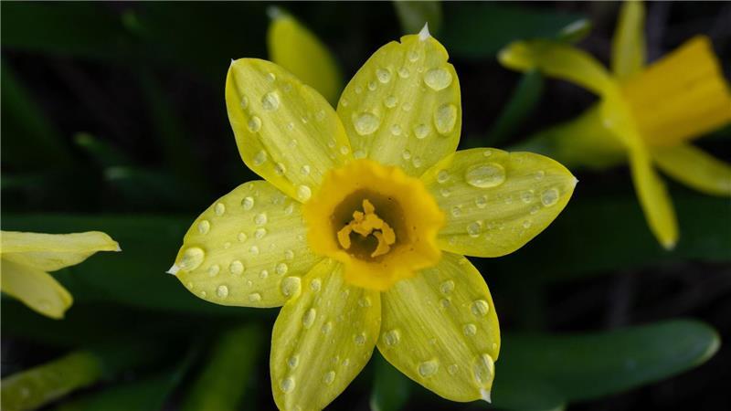 Die trockene Zeit neigt sich dem Ende zu: Ab der Nacht zum Sonntag zieht Regen auf. (Symbolbild)