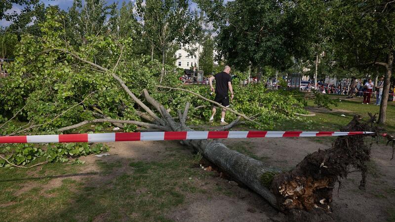 Baum stürzt im Berliner Mauerpark um: Drei Verletzte Die umgestürzte Pappel liegt im Berliner Mauerpark. Die Feuerwehr war eigenen Angaben zufolge mit 55 Einsatzkräften unterwegs.