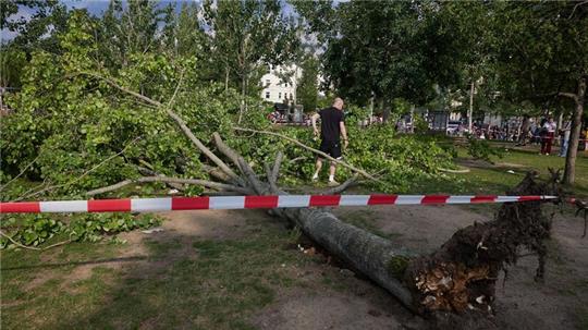 Die umgestürzte Pappel liegt im Berliner Mauerpark. Die Feuerwehr war eigenen Angaben zufolge mit 55 Einsatzkräften unterwegs.