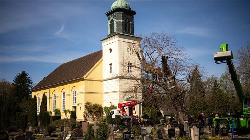 Die uralte Linde ist stark geschwächt und braucht ein Stützgerüst.