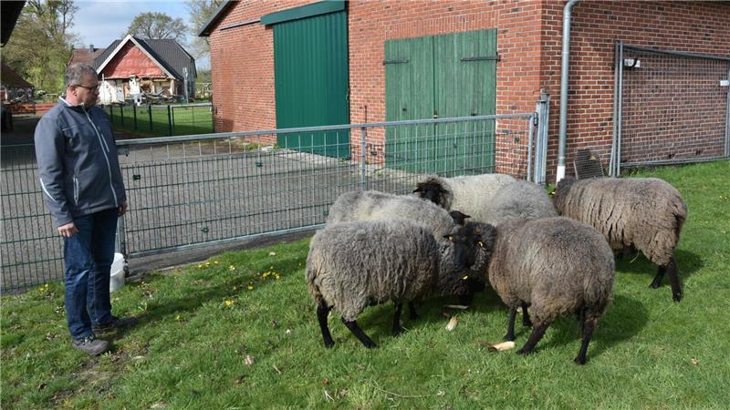 Die verbliebenen Tiere stehen nun auf einer im Wohngebiet gelegenen Weide in Vierden und erholen sich von dem Schock.