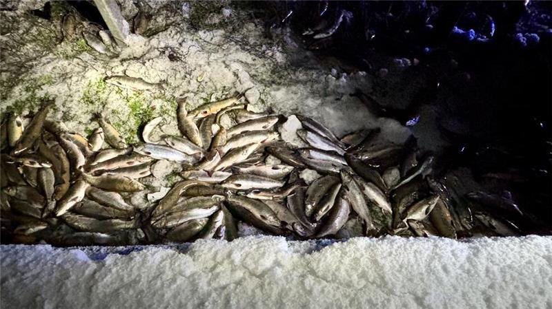 Die verendeten Fische im Seitengraben.
