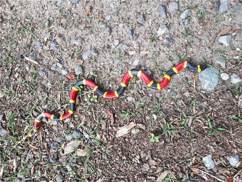 Die vermeintliche Giftschlange entpuppte sich als Spielzeug. Foto: Polizei