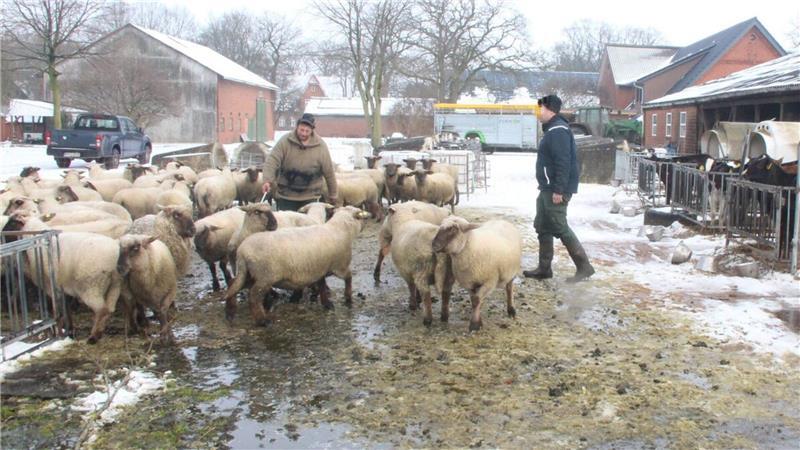 Die verschonten Tiere des Schäfers Frank Mählmann werden nach der Attacke von Wölfen auf die Herde in Stinstedt auf einem Hofgelände zusammengetrieben. Rund 20 Schafe starben durch die Angriffe oder wurden derart schwer verletzt, dass der Tierarzt sie einschläfern ließ.