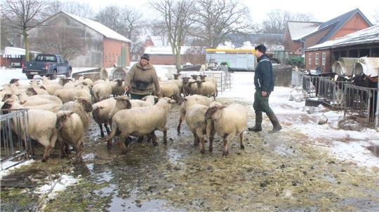 Die verschonten Tiere des Schäfers Frank Mählmann werden nach der Attacke von Wölfen auf die Herde in Stinstedt auf einem Hofgelände zusammengetrieben. Rund 20 Schafe starben durch die Angriffe oder wurden derart schwer verletzt, dass der Tierarzt sie einschläfern ließ.