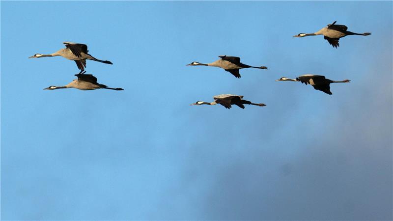 Die vielen Vogelgrippe-Ausbrüche in Niedersachsen im Herbst hingen stark mit dem Vogelzug zusammen – vor allem von Kranichen. 