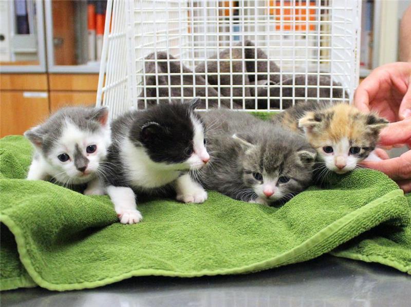 Die vier Katzenwelpen mussten im Tierheim erst einmal aufgepäppelt werden. Foto: HTV