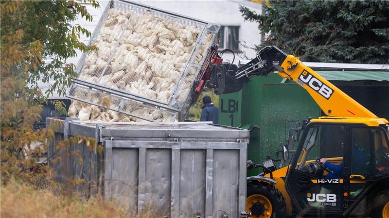 Die von der Geflügelpest besonders betroffenen Landkreise Cloppenburg und Oldenburg bekommen Unterstützung von weiteren Tierärzten. 