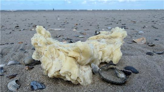 Die weißen Klumpen wurden unter anderem auf Borkum, Juist und Norderney entdeckt.