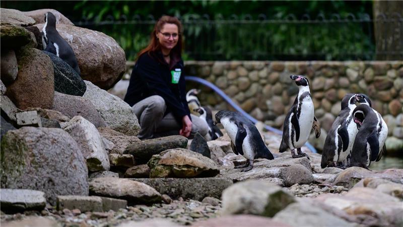 Die zoologische Leiterin im Weltvogelpark Walsrode kontrolliert Humboldtpinguine.