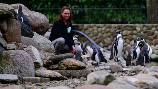 Die zoologische Leiterin im Weltvogelpark Walsrode kontrolliert Humboldtpinguine.