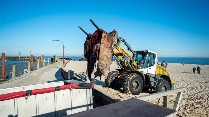 Die zuvor mit einer Kettensäge zerteilten Stücke des Wal-Kadaver waren mit einem Bagger in spezielle Container gehievt worden. (Archivbild)
