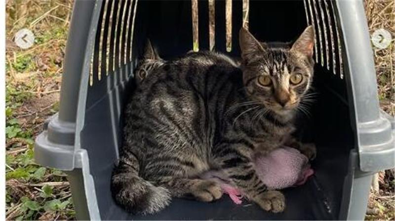 Ausgesetzt: Stader Polizei rettet zwei Katzenjunge Die zwei Katzen wurden in einer Transportpox an einem Feldweg abgestellt.
