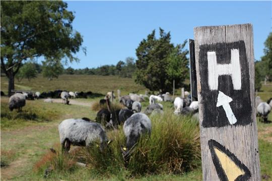 Die zwölf neuen Heideschleifen, spezielle Rundwanderwege am Heidschnuckenweg , sind mit einem weißen „H“ gekennzeichnet. Foto: LKH