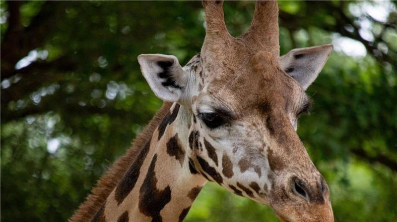 Die zwölfjährige Giraffe ist am Montag in ihrer Innenanlage unglücklich gestürzt und gestorben. (Handout)