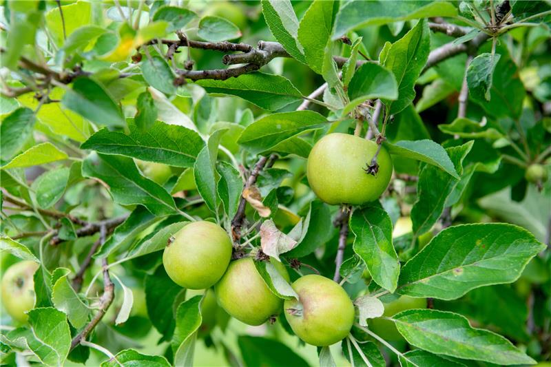 Unbekannte stehlen Obstbäume im Landkreis Rotenburg Diebe haben Obstbäume im Wert von mehren Hundert Euro gestohlen. Foto: Zacharie Scheurer/dpa-tmn