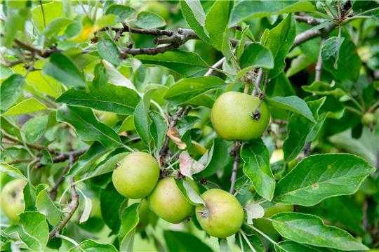 Diebe haben Obstbäume im Wert von mehren Hundert Euro gestohlen. Foto: Zacharie Scheurer/dpa-tmn