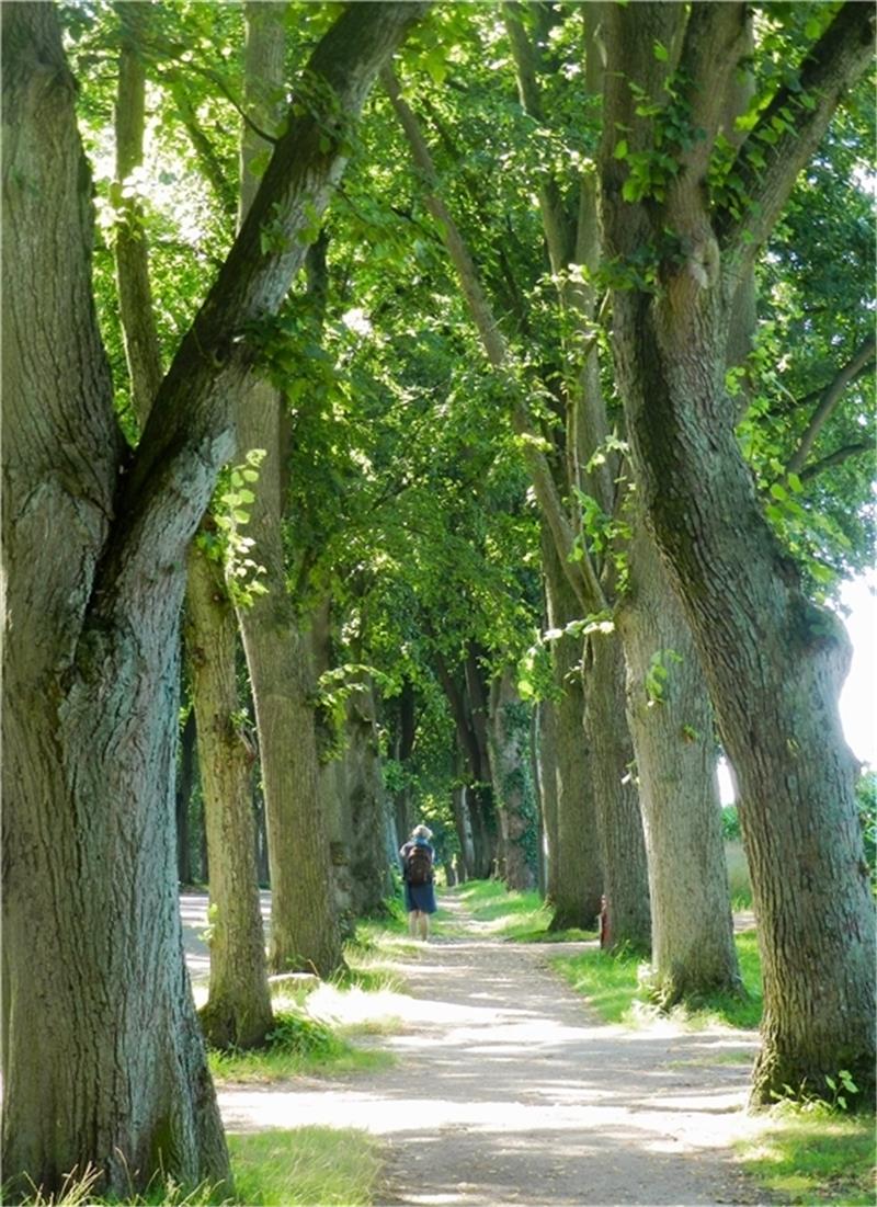Diese Allee in Worpswede hat vielleicht schon den ein oder anderen Künstler inspiriert. Foto: Hans-Joachim Dammann