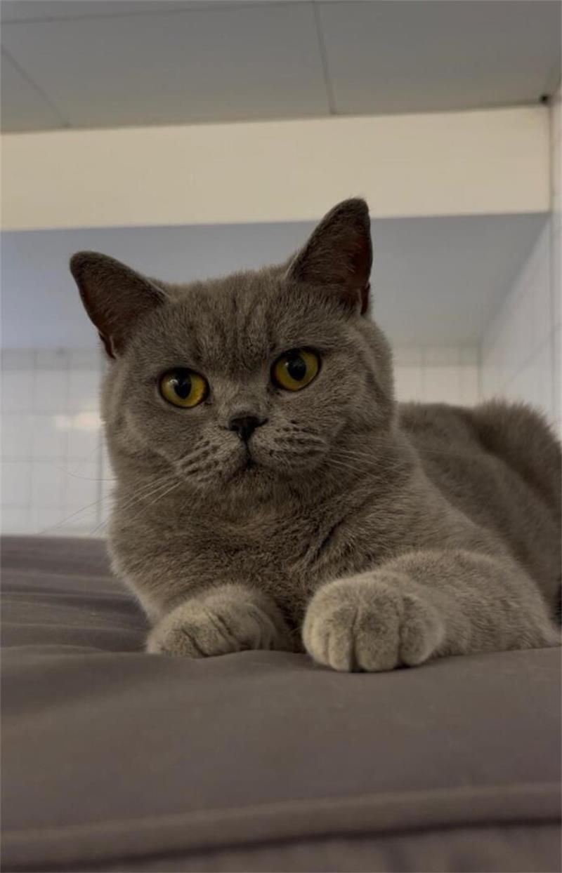 60 Rassekatzen in Anhänger gepfercht – So geht es ihnen heute Diese Britisch-Kurzhaar-Katze sucht ein neues Zuhause.