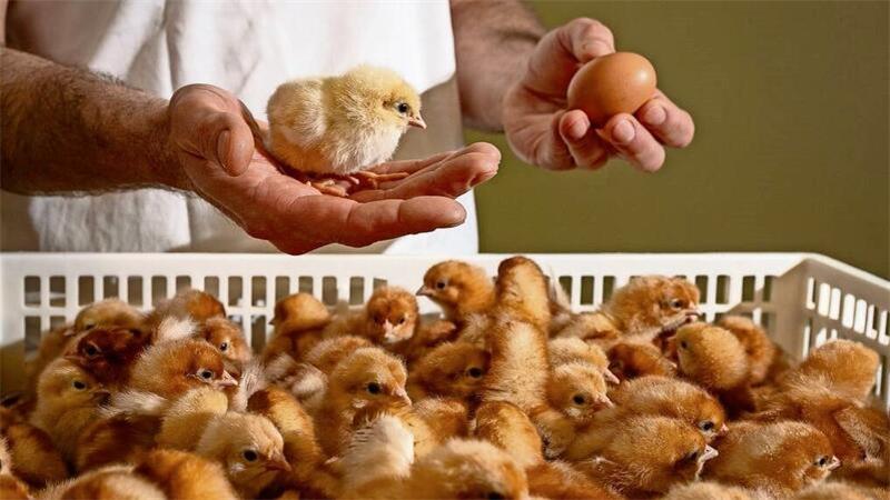 Dorumer Unternehmen ist Vorreiter: Geschlechtsbestimmung im Ei bewährt sich Diese Bruthorde mit rund 140 Eintagsküken enthält nur zwei der in der Legehennen-Produktion nicht gewollten Hähne. Sie heben sich durch ihr weiß-gelbes Federkleid von ihren braunen Artgenossinnen deutlich ab.