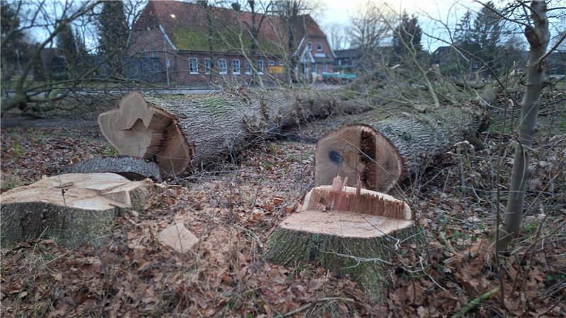 Diese Eichen wurden in Hammahs Mitte gefällt.