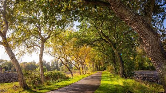 Diese Friedhofsallee im ostfriesischen Leybuchtpolder ist die „Allee des Jahres 2025“ (das Bild zeigt nicht das Gewinnerfoto des Wettbewerbs).