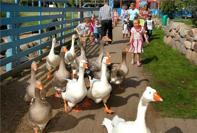 Diese Gänse sind noch etwas schüchtern. Foto: Bock