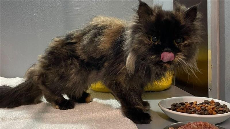 Diese Katze hat überlebt. Mittlerweile wird sie immer zutraulicher. Foto: Tierheim Cuxhaven