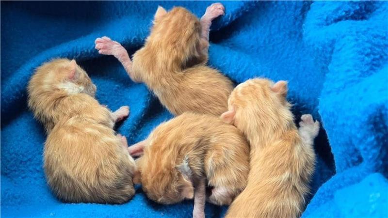 Zu viele streunende Katzen in der Wesermarsch: Tierschützer schlagen Alarm Diese Kitten - mittlerweile leider alle verstorben - wurden in Stadland gefunden. Die Mutterkatze hatte sie zurückgelassen. Am Tag der Geburt hatte der Verein Kitten in Not die vier Kleinen übernommen.