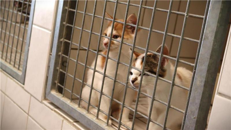 Überfüllte Zwinger, verletzte Seelen: Das passiert im Tierheim Diese Kitten müssen zwei Wochen auf der Quarantänestation verbringen, bevor sie in das Gruppen- oder Einzelzimmer umziehen dürfen.