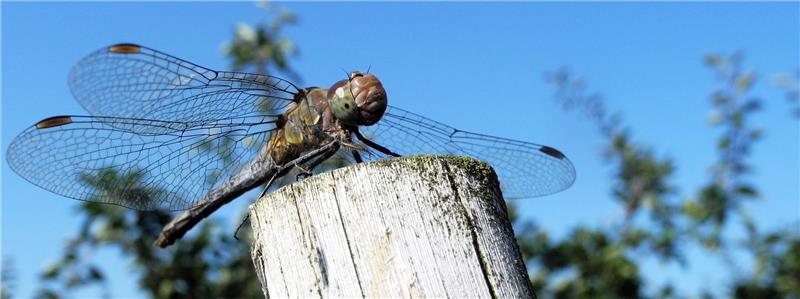 Diese Libelle macht eine Pause auf einem Pfahl . Fotos Dr. Wolfram Klein / Obstbauzentrum Esteburg
